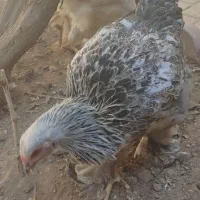 مرغ و خروس برهما