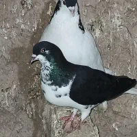 یک جفت نرماده . یک چپ تیزه سر سفیده نر