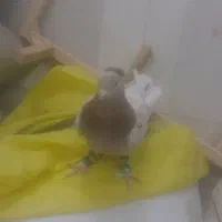 ماده کله هما کاکولی