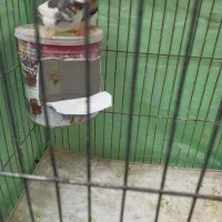 فنچ|پرنده|زاهدان, |دیوار