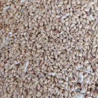 فروش گندم و جو