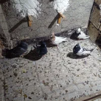 ۸عدد کفتر قلدر|پرنده|مشهد, شهید آوینی|دیوار