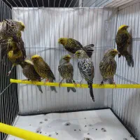 11عدد لیزارد جوجه ،موزاییک قرمز و زرد