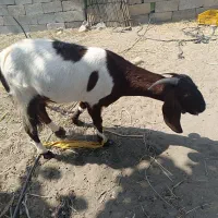 فروش چپشت و بز آبستن|حیوانات مزرعه|کهنوج, |دیوار