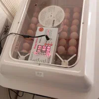 دستگاه جوجه کشی اسکندری ۹۶ تایی اتوماتیک