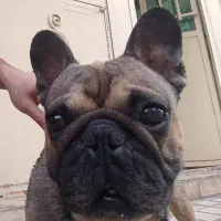 فرنچ بولداگ