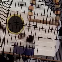 یک جفت کوتوله برزیلی آبی+قفس