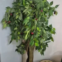 درختچه گیلاس