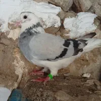 عروس هلندی سخنگو