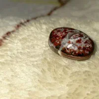 نگین شجر قائن