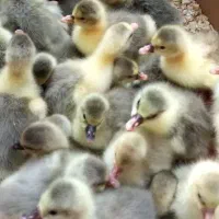 فروش ۱۵ عدد جوجه غاز ۳ روزه