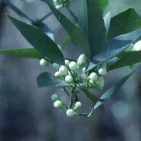 عرق بهار نارنج