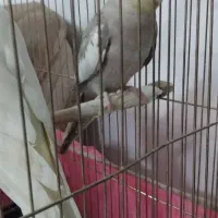 عروس هلندی|پرنده|مشهد, شهرک شهید باهنر|دیوار