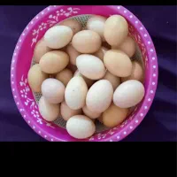 تخم مرغ محلی نطفه دارمناسب جوجه