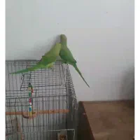 طوطی ملنگو