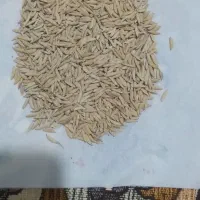 شالی دمسیاه