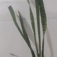 گل و گیاه|گل و گیاه طبیعی|اصفهان, شاهد|دیوار