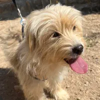 یه عدد سگ شیتزو یک ساله ماده به فروش میرسد