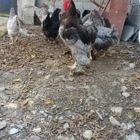 تخم برهما نطفه دار ضمانت دار|حیوانات مزرعه|آمل, |دیوار