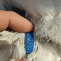 واردات برهما جوجه برهما مرغ خروس تخم نطفه داربرهما|حیوانات مزرعه|تهران, آذری|دیوار