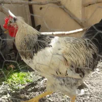 خروس کاکلی جوان سفید
