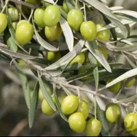 زیتون درجه یک درشت