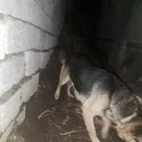 سگ نگهبان فوق العاده باهوش برای باغ ها