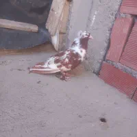 دوبرگرفته شده چیتی نر اوچان گرفته شده|پرنده|ویلکیج, |دیوار