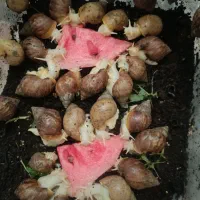 حلزون جوجه و مولد اچاتینا و البینو تخم گذار بزرگ|خزنده|همدان, |دیوار