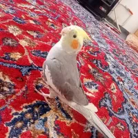 عروس هلندی دستی|پرنده|ماکو, |دیوار