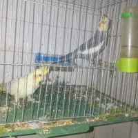 نرو ماده عروس هلندی (عروس پاریس)