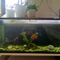 آکواریومی همراه ماهی