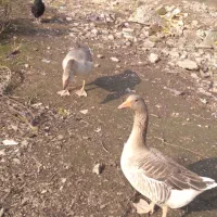 دو رگ قاز محلی|حیوانات مزرعه|رشت, کوی امام رضا|دیوار