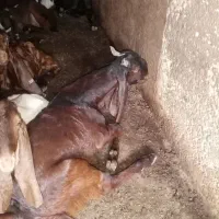 کهره نر پاکستانی اصل شاخ ریز