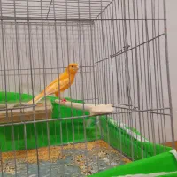 ۲ عددقناری نر مست آماده حلقه پا ۱۲۰۰|پرنده|خوی, |دیوار