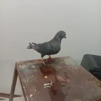 کبوتر|پرنده|نیشابور, شهرک اندیشه|دیوار