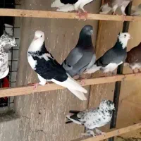 کفتر