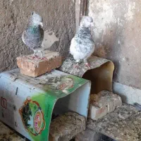 کبوتر دو جفت کله و مخمل|پرنده|شیراز, قلعه نو|دیوار