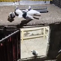 کبوتر طوقی|پرنده|کرج, پیشاهنگی|دیوار