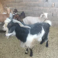 فروش نری گوشتی