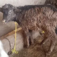 بالاخ و گوساله اصیل و نژاد برتر با قیمت مناسب