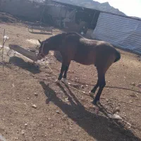 اسب|اسب و تجهیزات اسب‌سواری|معمولان, |دیوار