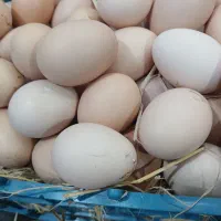 تخم مرغ واردک محلی|عمدهفروشی|لنگرود, |دیوار