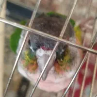 طوطی گرینچیک سخنگو دستی