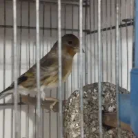 سهره قناری جوجه شش ماه