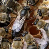 فروش زنبور عسل