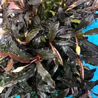 گل و گیاه اکواریوم پلنت|ماهی|تبریز, |دیوار