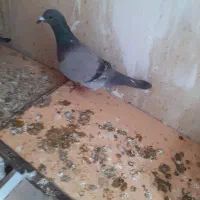 تعدادی کفتر فوری