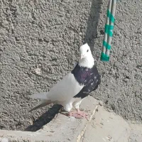 طوقی زرین سیاه نر|پرنده|باوی, |دیوار