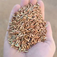 شلتوک عنبربو خشک شده